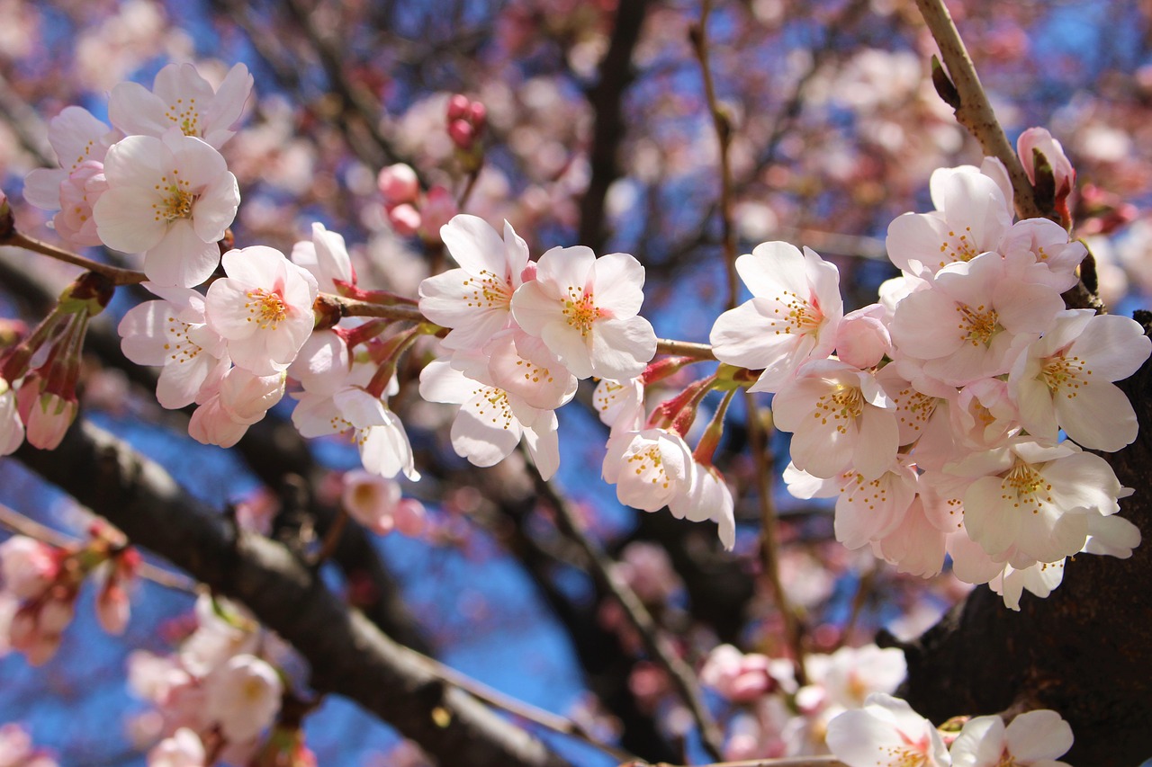 cherry blossom  japan  sakura free photo