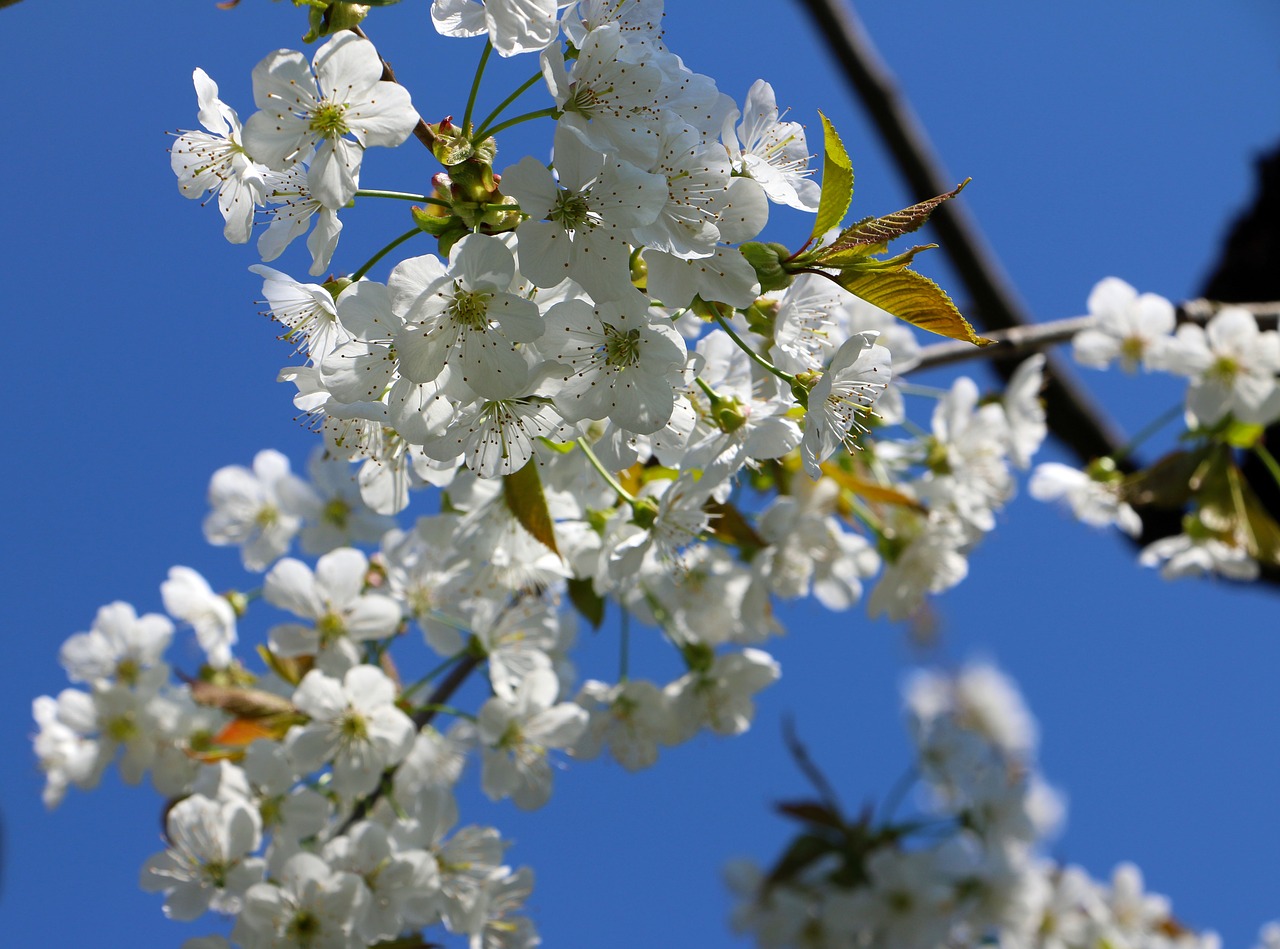 cherry blossom  spring  tree free photo