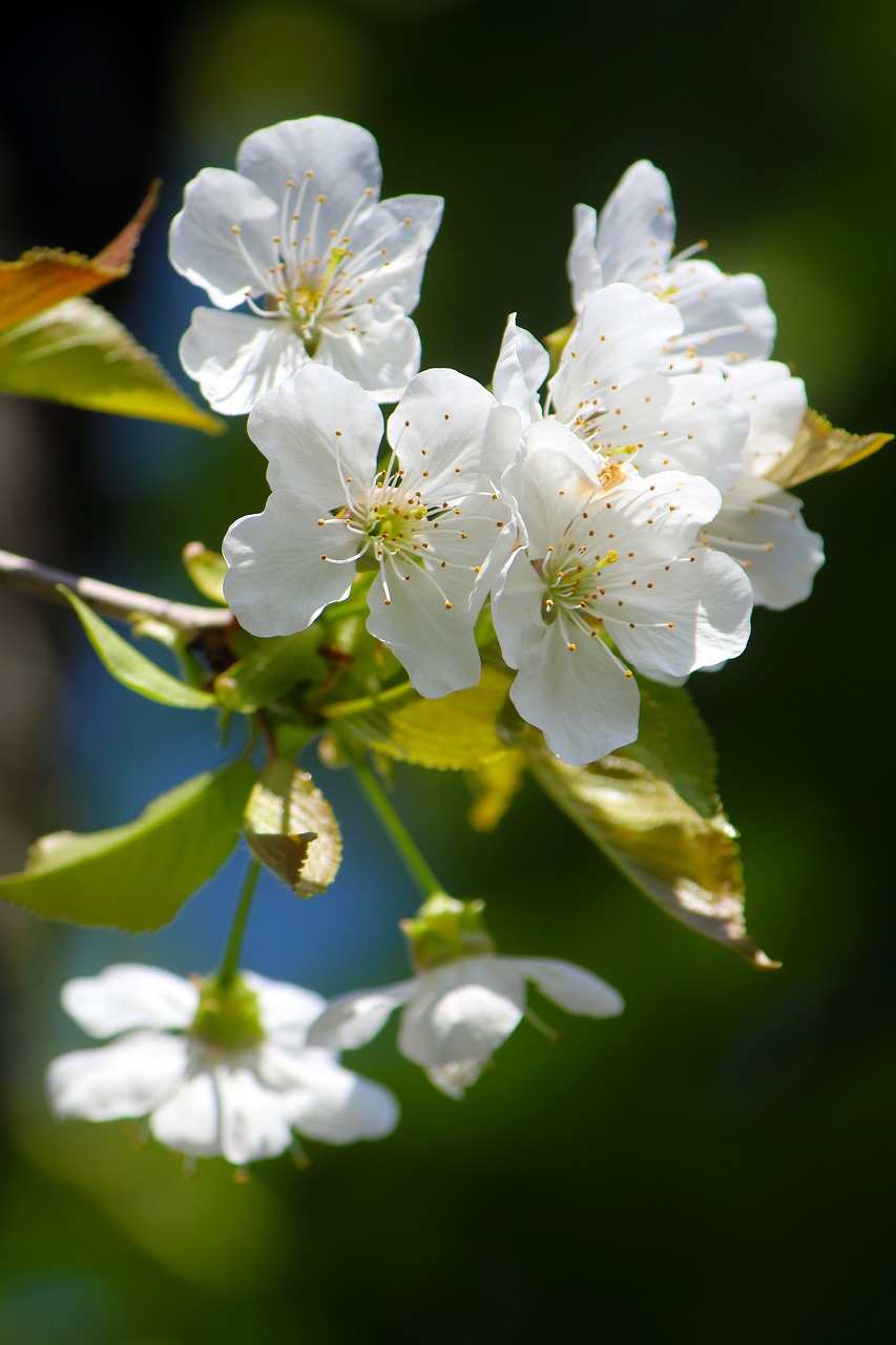 cherry blossom  nature  spring free photo