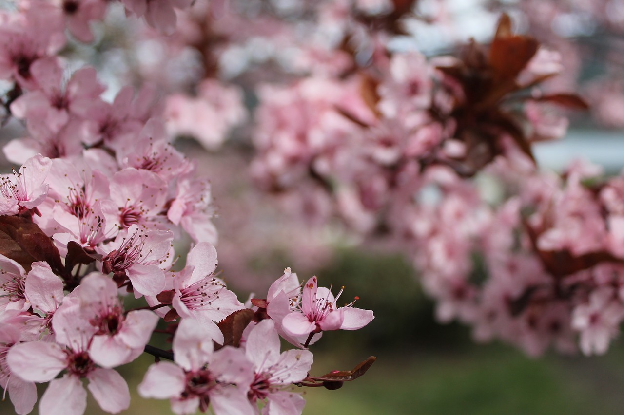 cherry blossom  tree  nature free photo