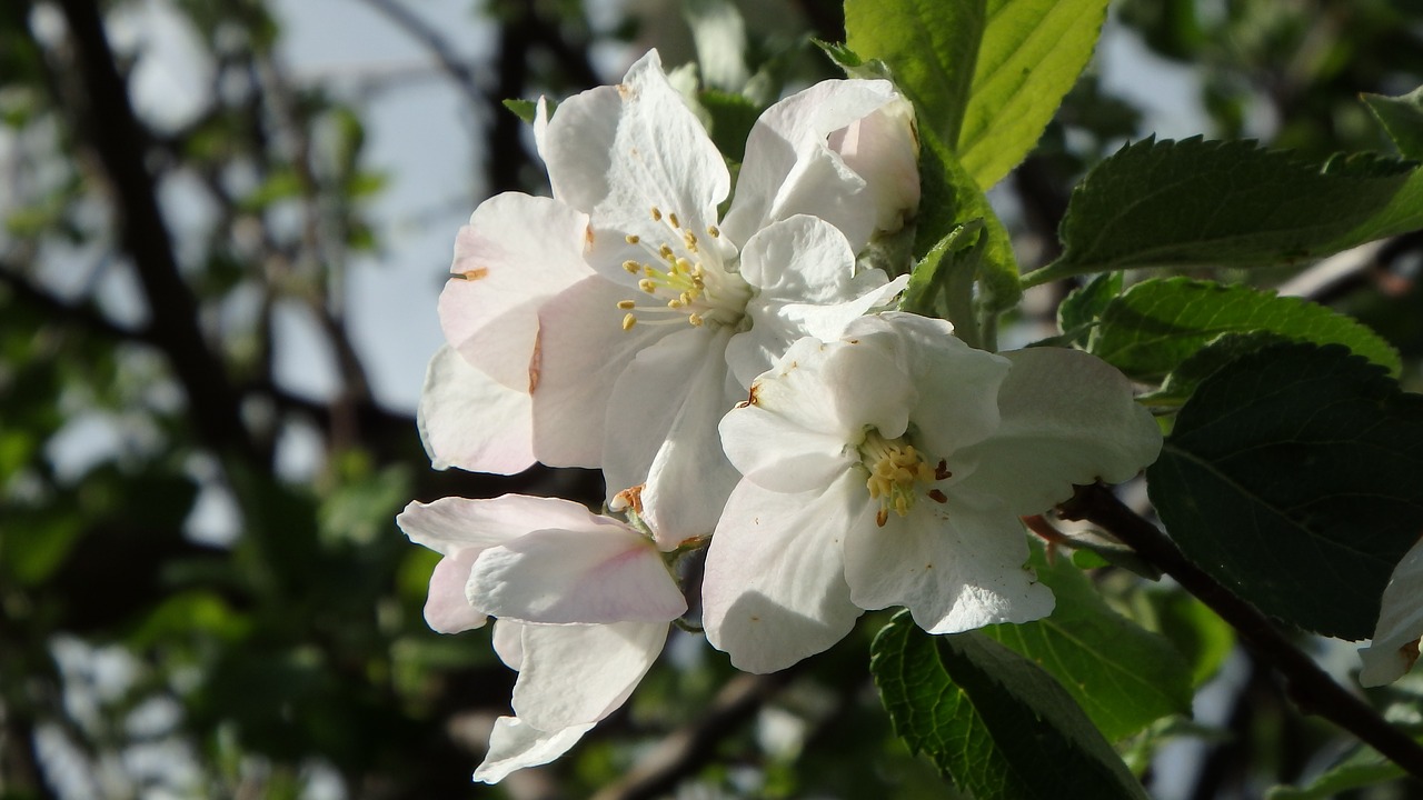 cherry blossom  blossom  bloom free photo