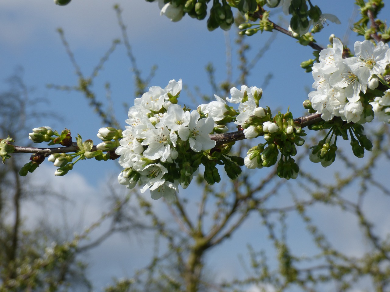 cherry blossom  spring  ockstadt free photo