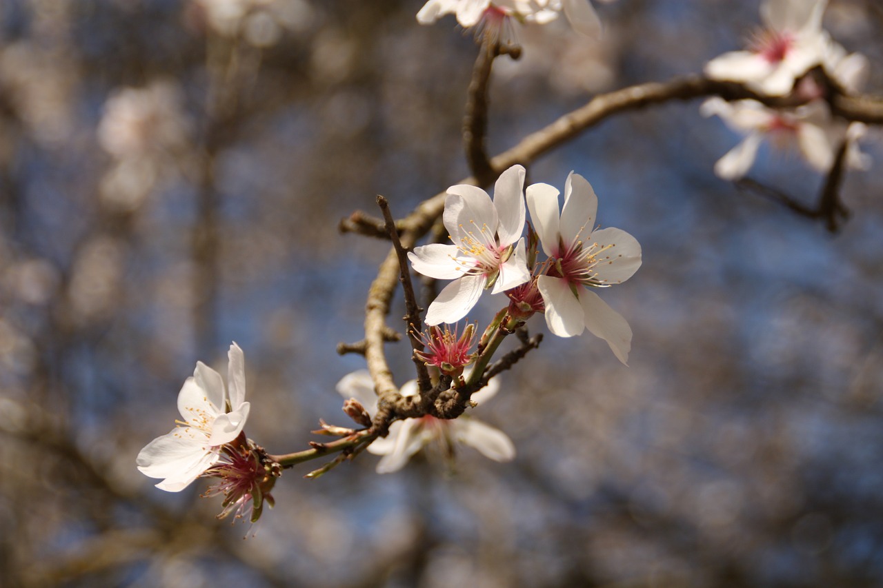 cherry blossom  nature  flower free photo