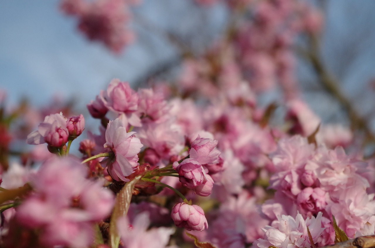 cherry blossom  bloom  flower free photo