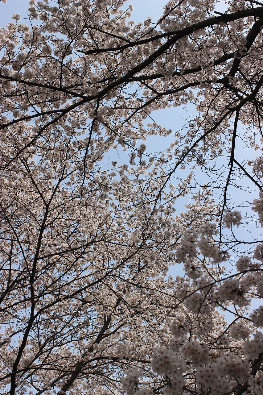 cherry blossom  sky  wood free photo