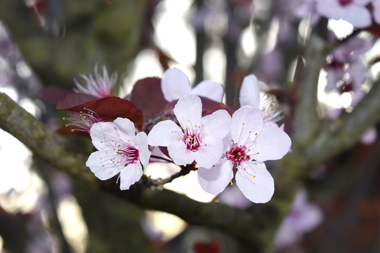 cherry blossom  pink  spring free photo