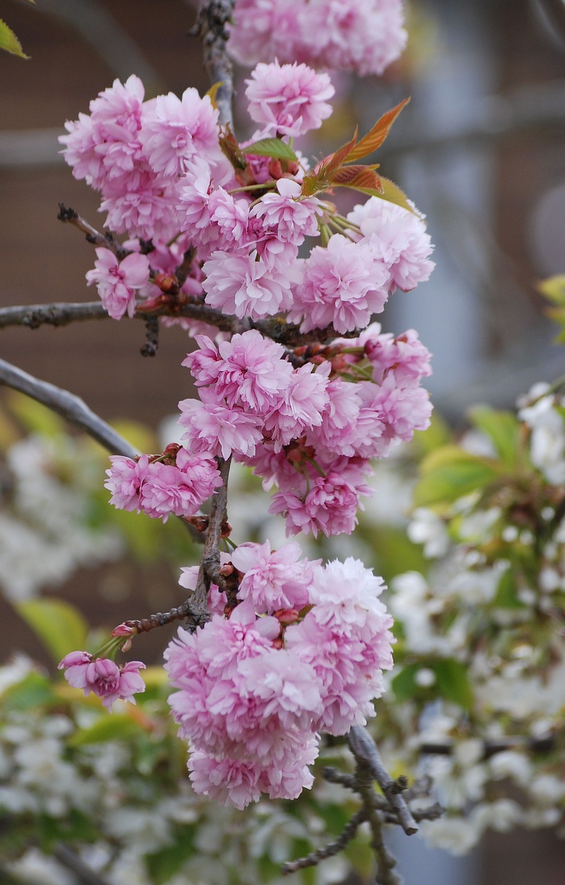 cherry blossom pink spring free photo