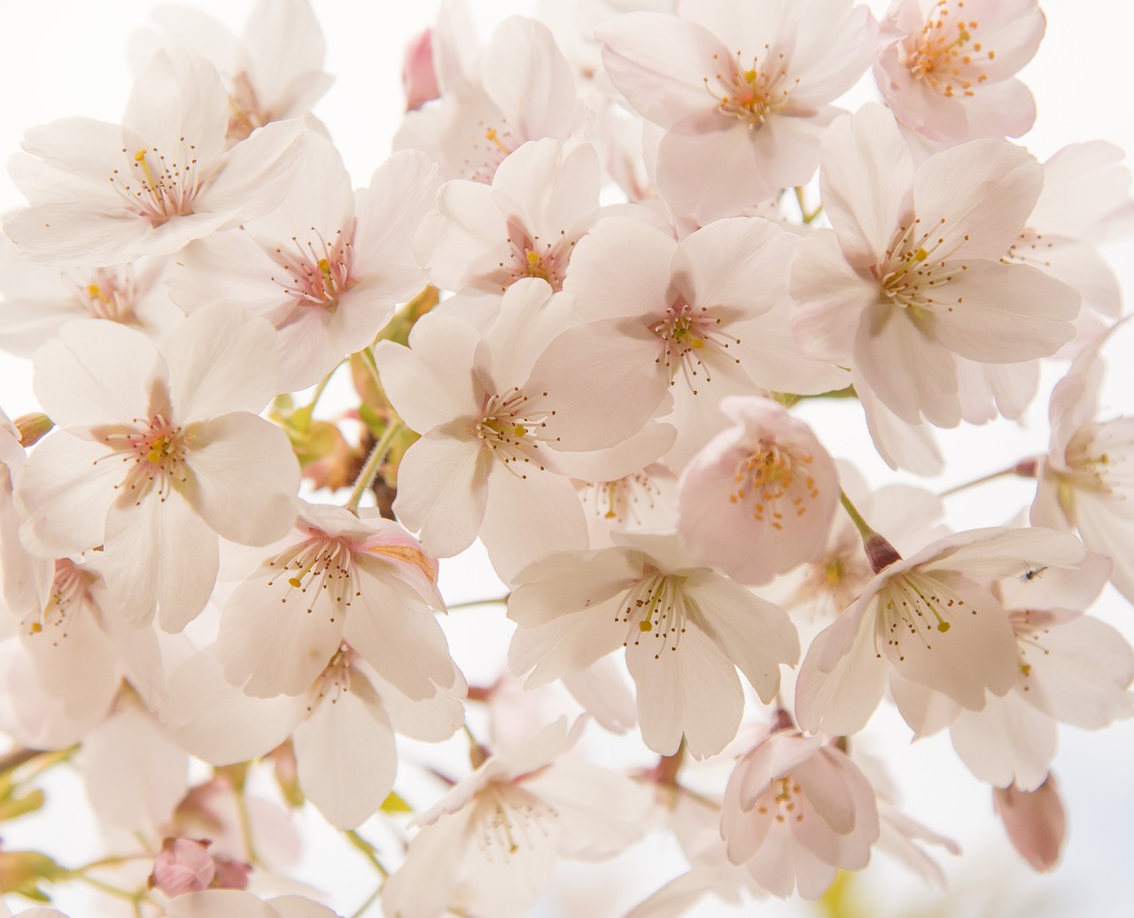 cherry blossom  spring  flowers free photo