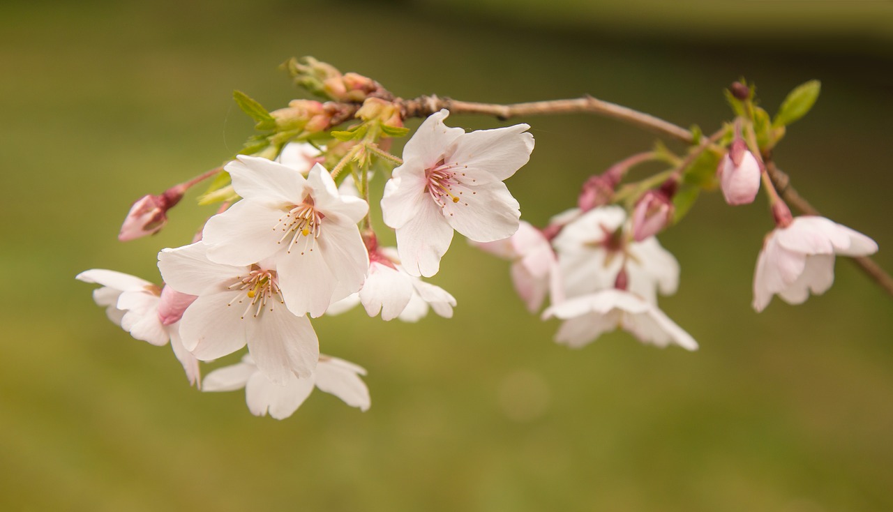 cherry blossom  spring  flowers free photo