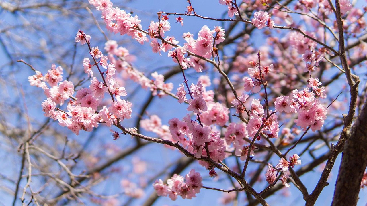 cherry blossom  japan  japanese free photo