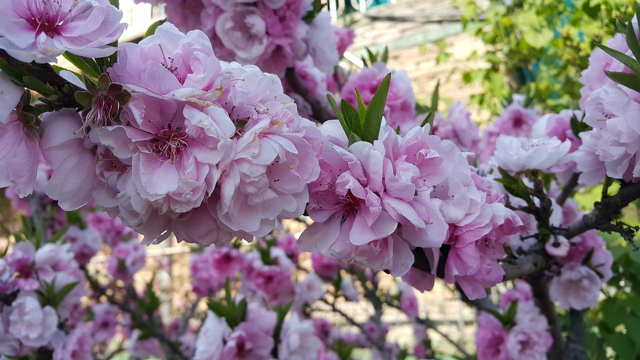 cherry blossom  spring  flowers free photo