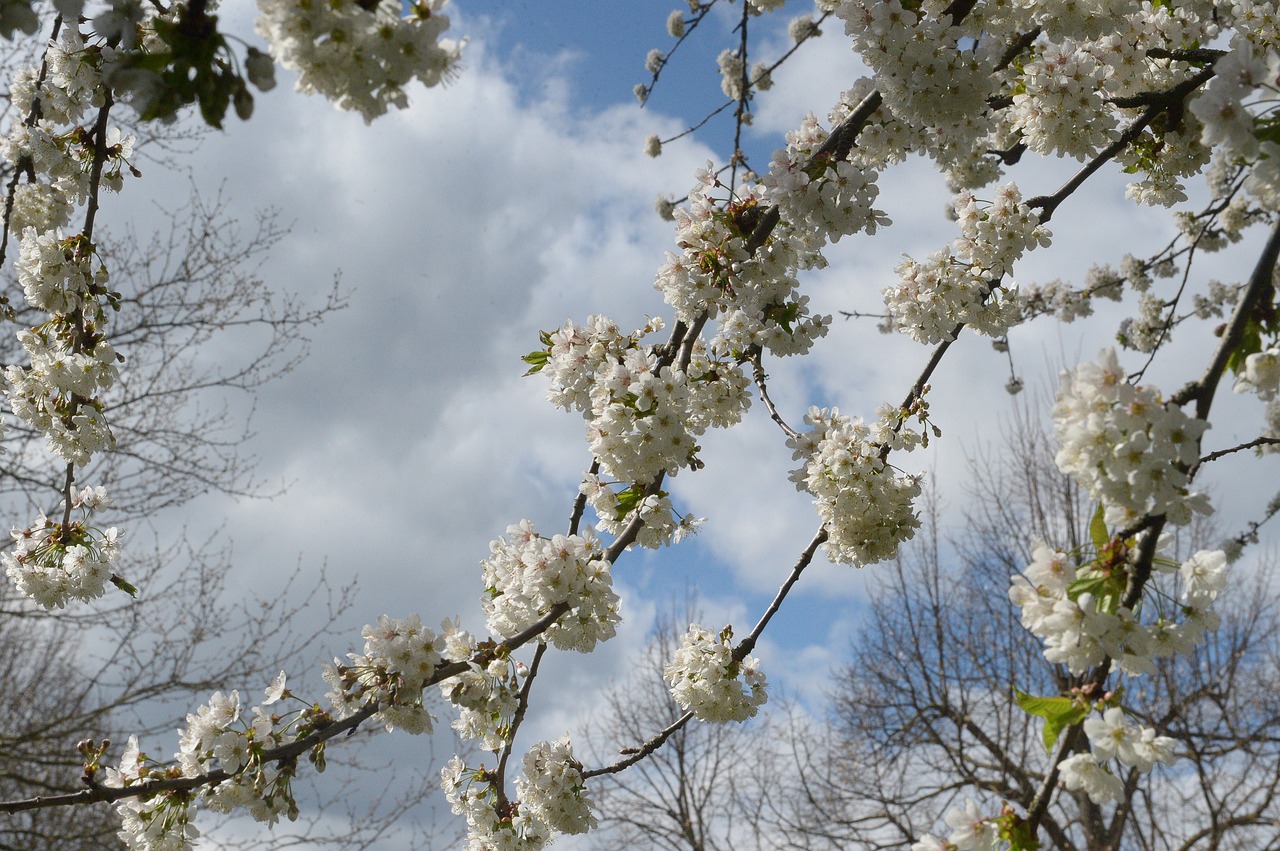 cherry blossom  cherry tree  branch free photo