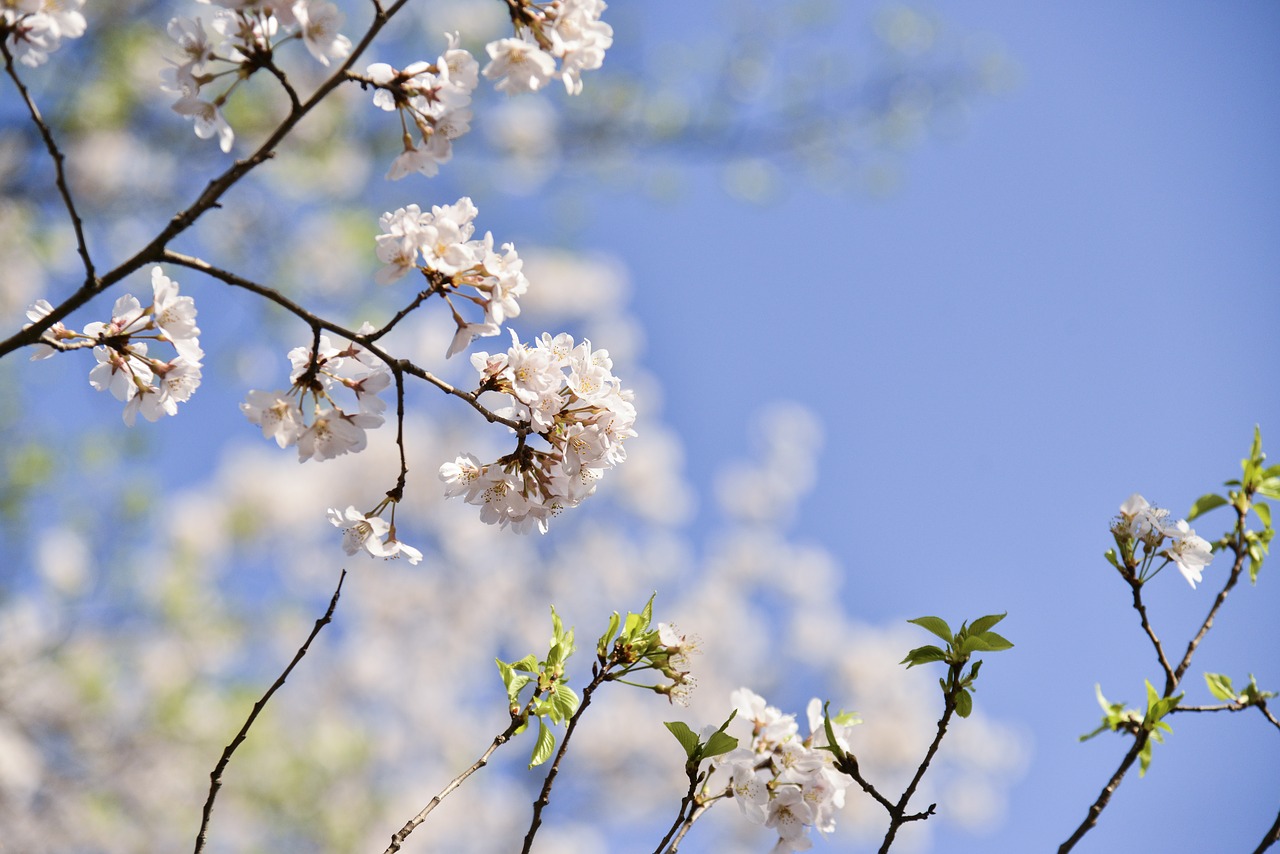 cherry blossom  spring  flowers free photo