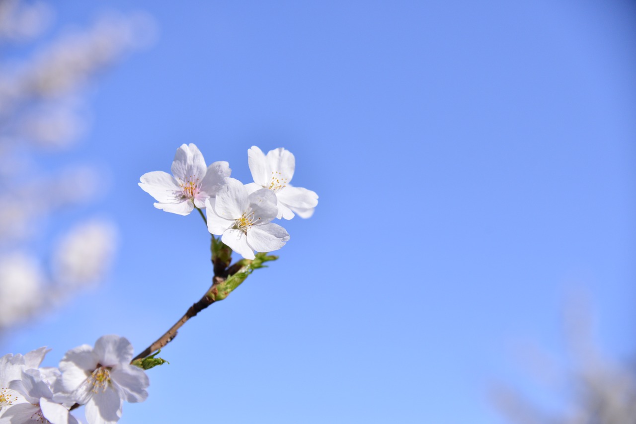 cherry blossom  spring  flowers free photo