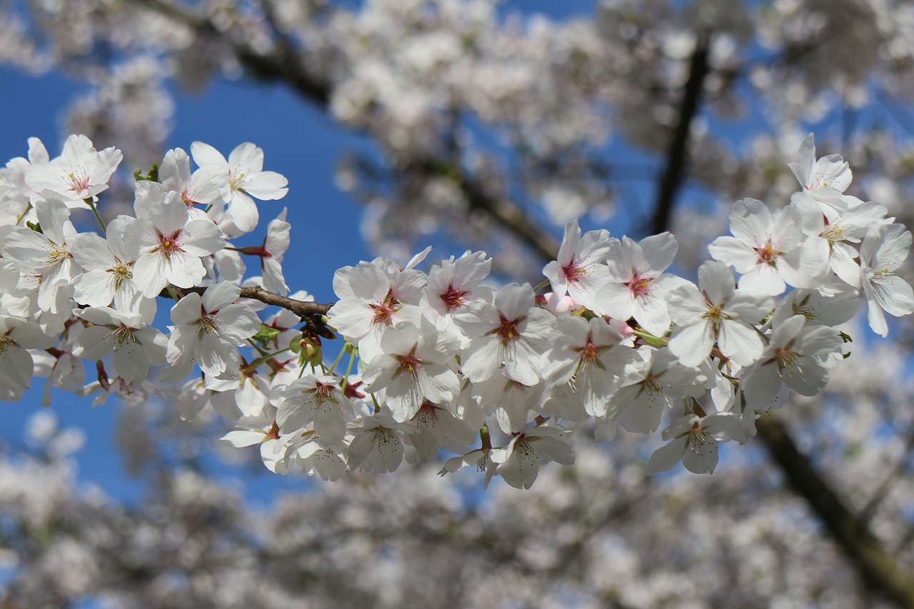 cherry blossom  nature  spring free photo
