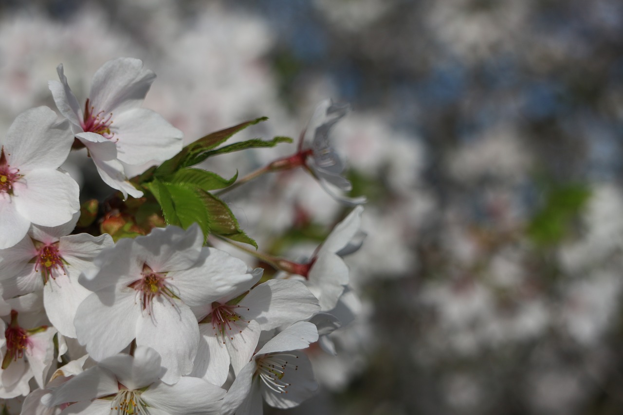 cherry blossom  nature  spring free photo