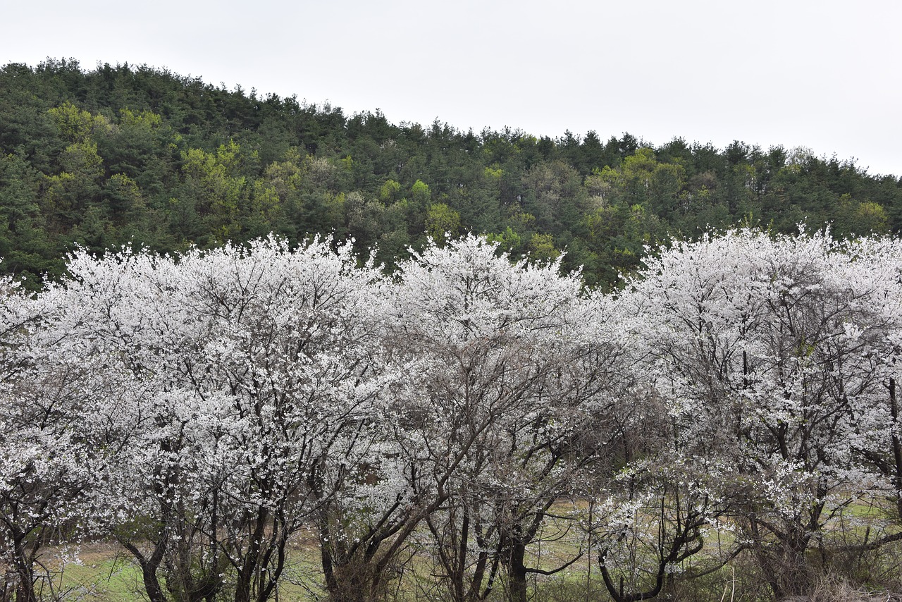 cherry blossom  spring flowers  white flowers free photo