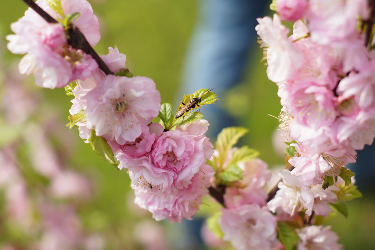 cherry blossom japanese cherry trees japanese blütenkirsch free photo