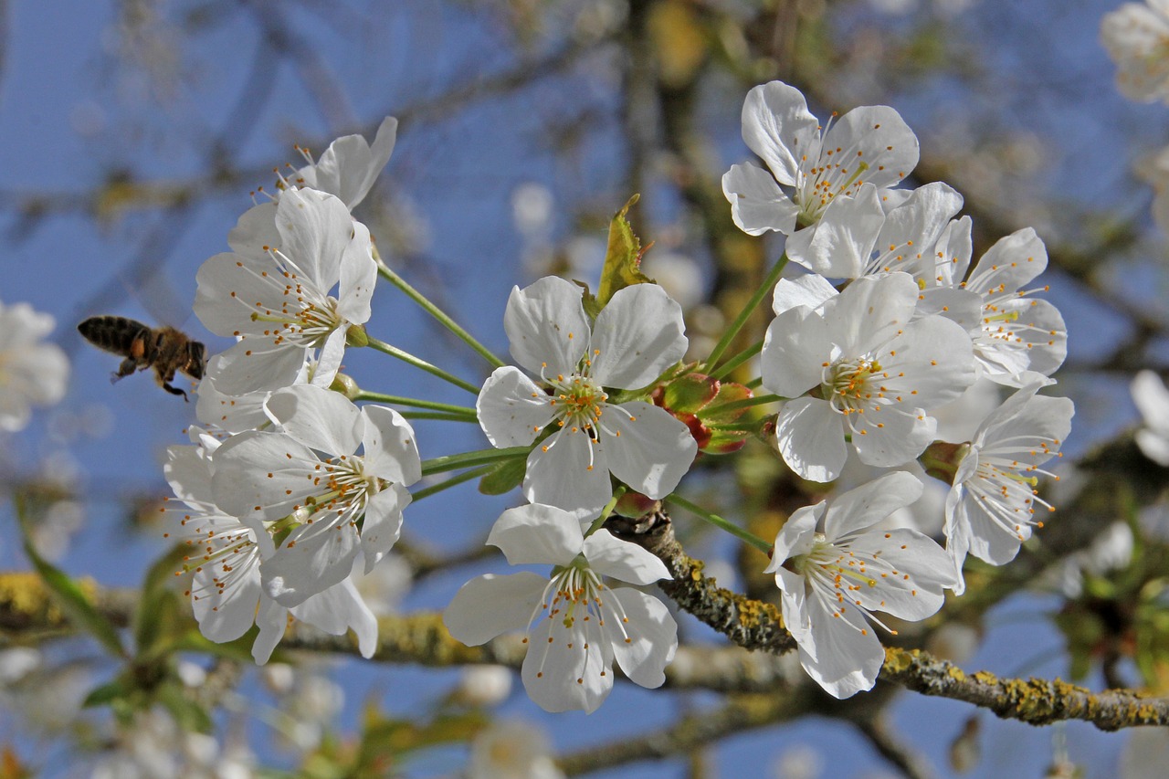 cherry blossom  blossom  bloom free photo