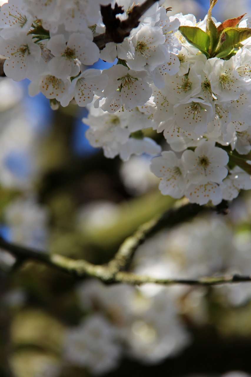 cherry blossom  spring  flower free photo