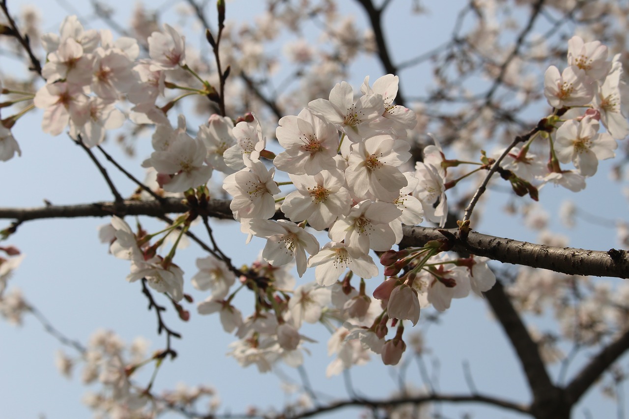 cherry blossom  tree  spring free photo