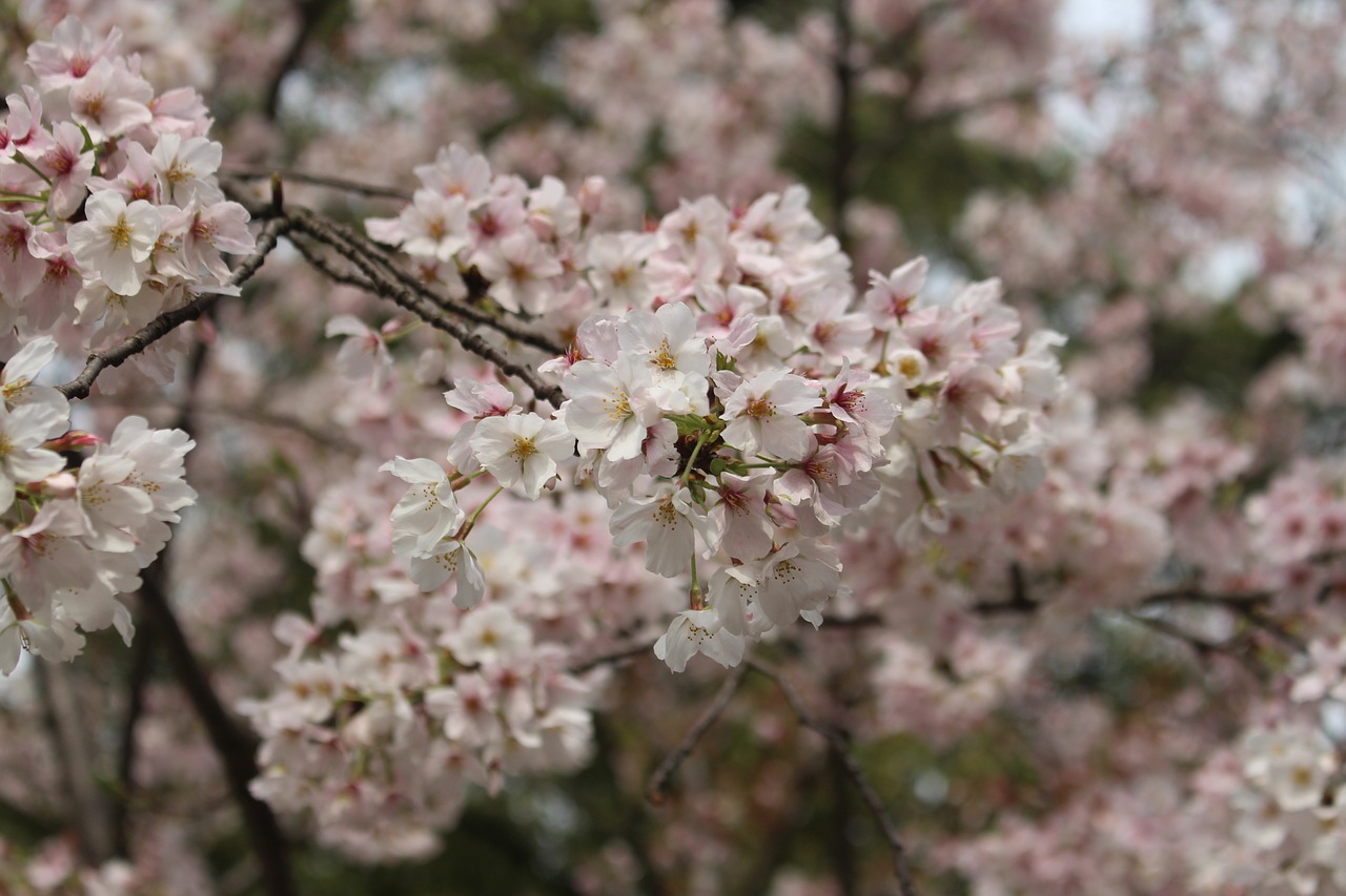 cherry blossom  tree  spring free photo