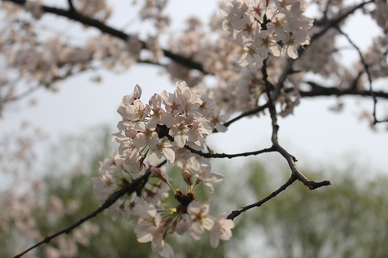 cherry blossom  tree  spring free photo