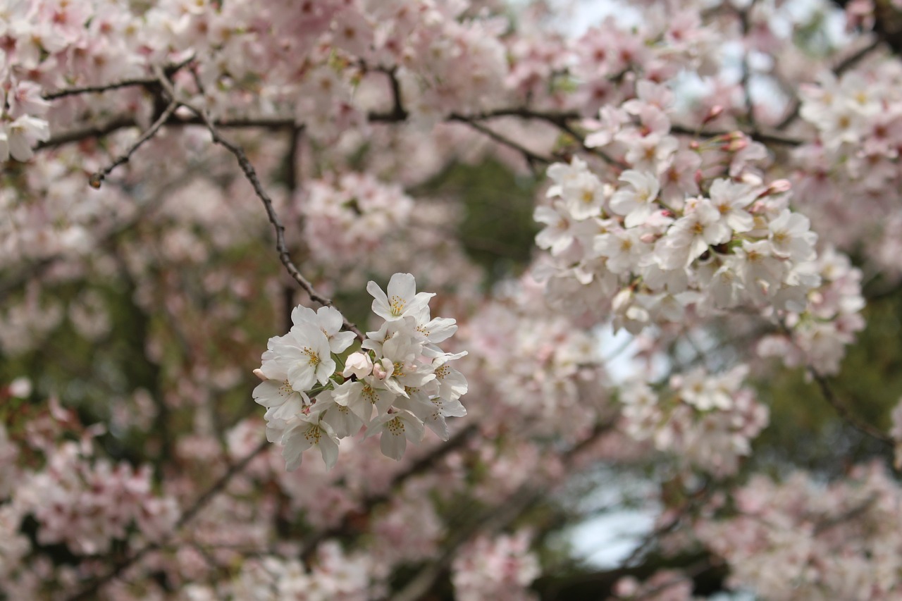 cherry blossom  tree  spring free photo