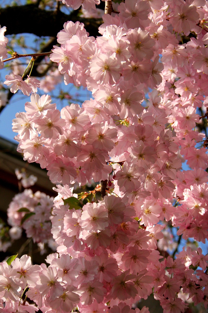 cherry blossom  blossom  bloom free photo
