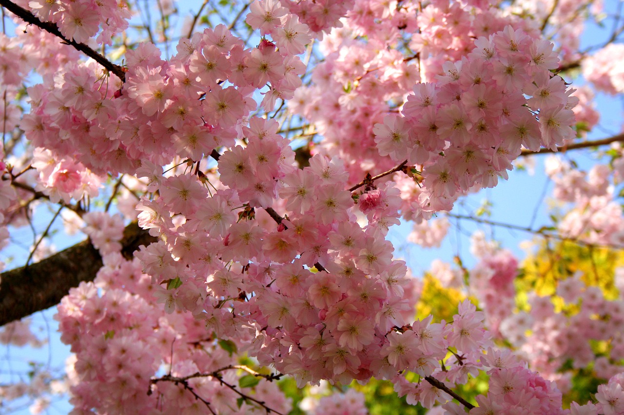 cherry blossom  ornamental cherry  cherry tree free photo