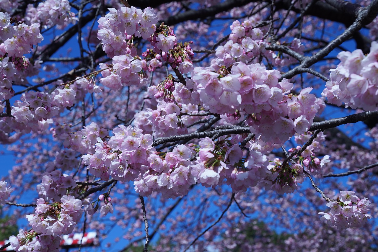 cherry blossom  flower  cherry tree free photo