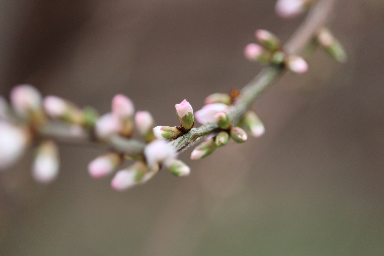 cherry blossom  flower  bud free photo