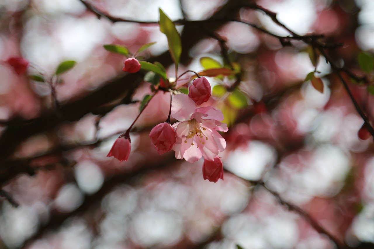 cherry blossom  cherry tree  cherry flowers free photo