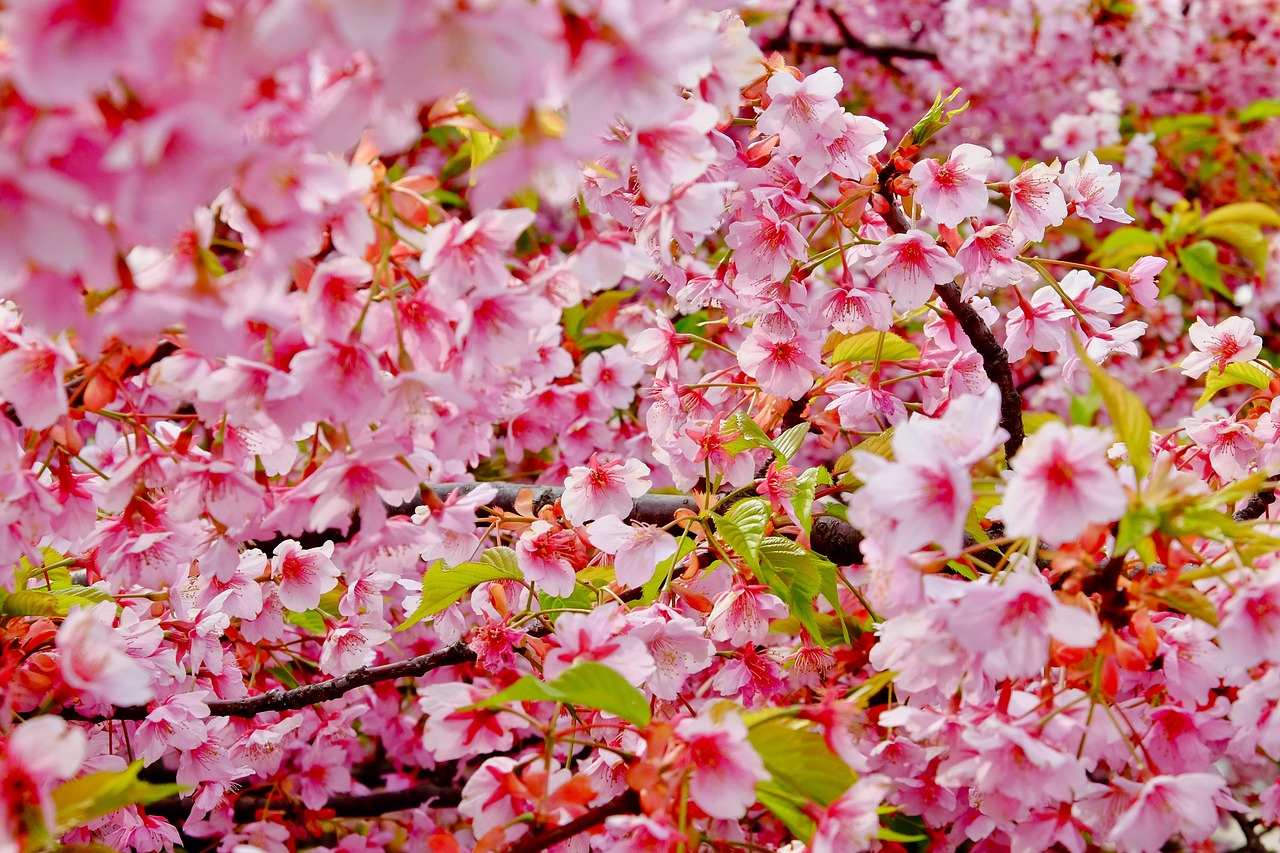 cherry blossom  spring  flower free photo