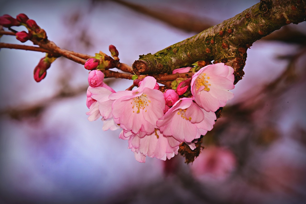 cherry blossom  flower  branch free photo