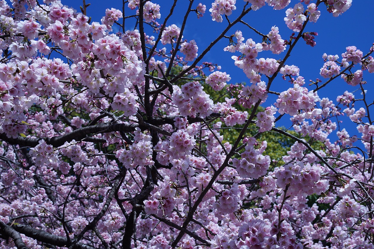 cherry blossom  flower  cherry tree free photo