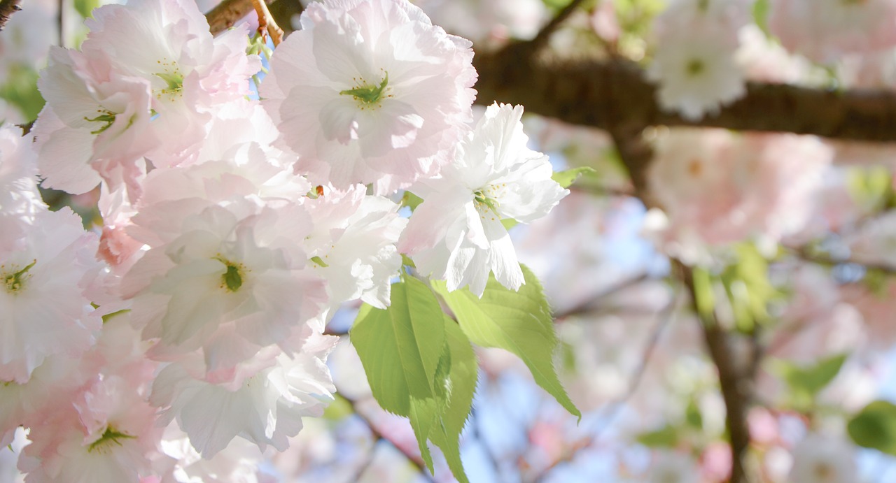 cherry blossom  pink  spring free photo