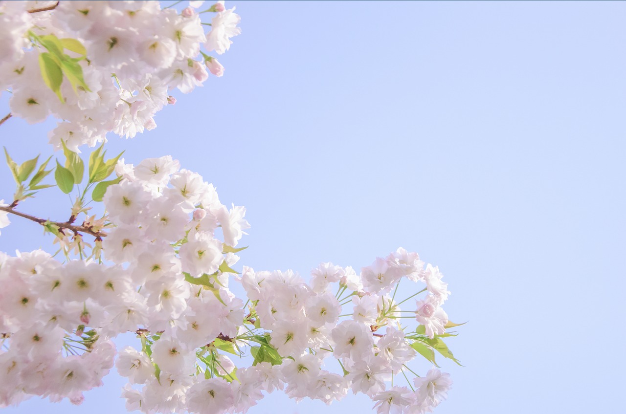 cherry blossom  pink  spring free photo