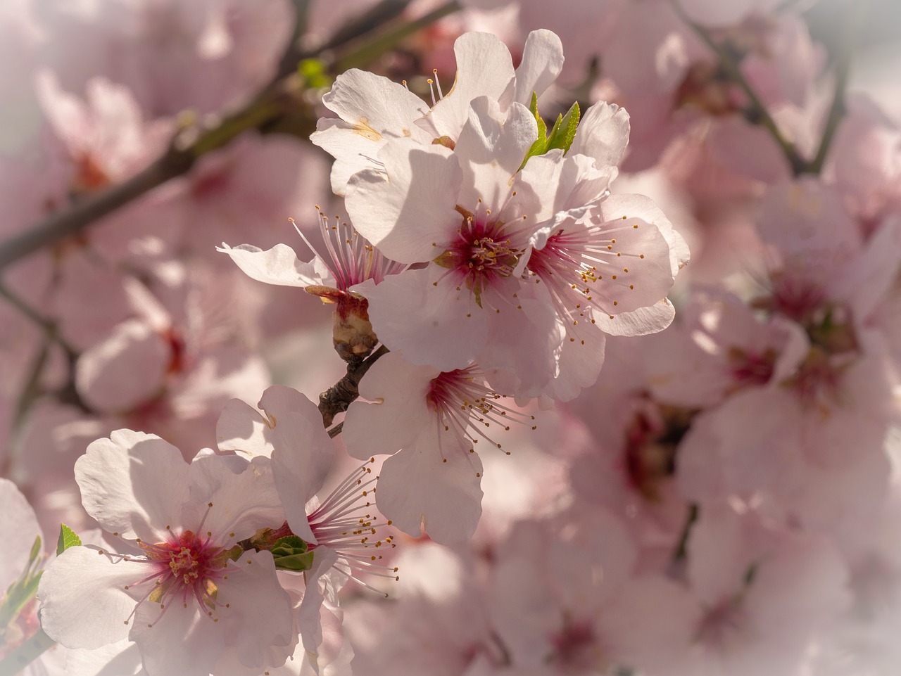 cherry blossom  flowers  flowering twig free photo