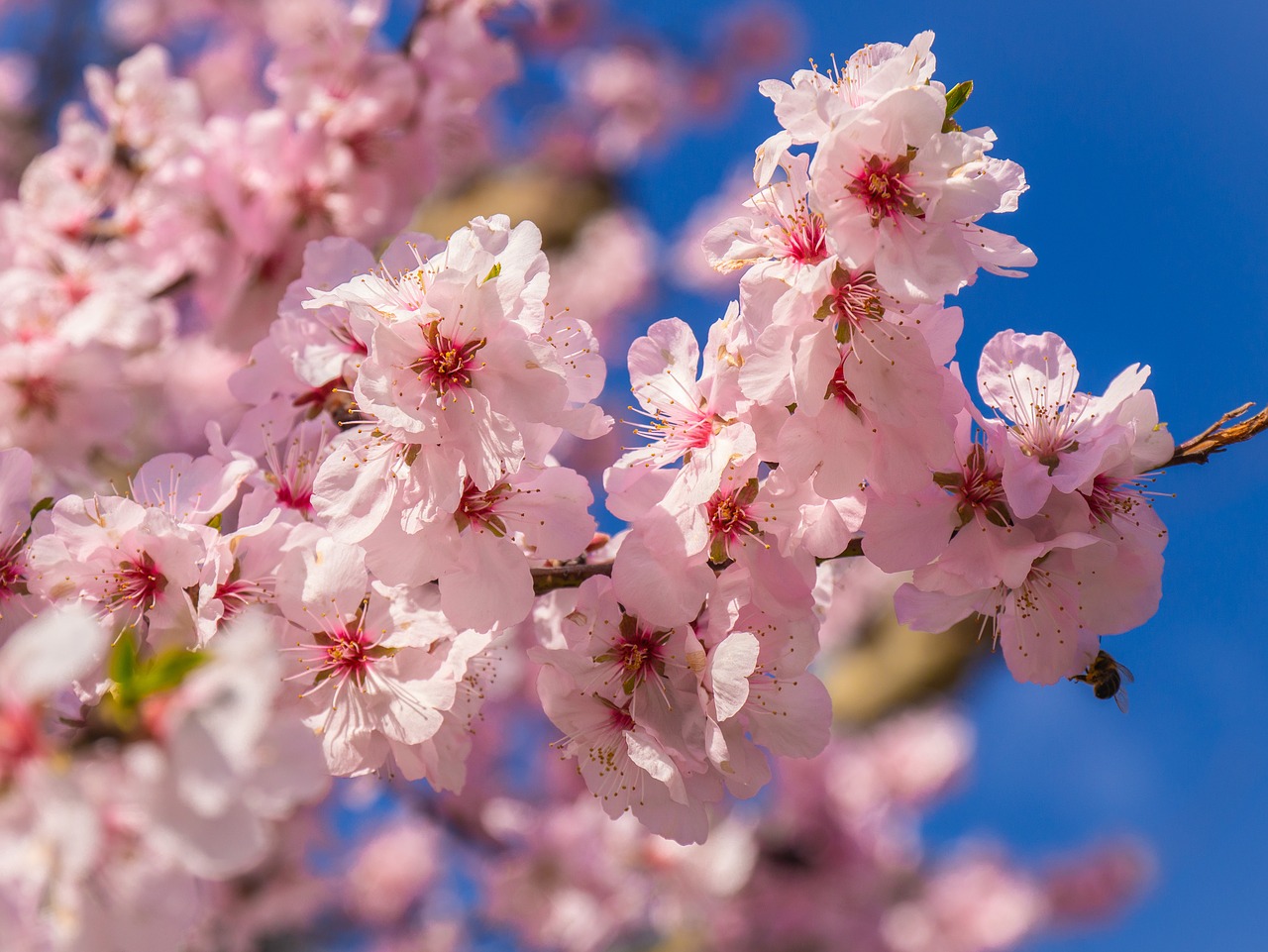 cherry blossom  spring awakening  blossom free photo