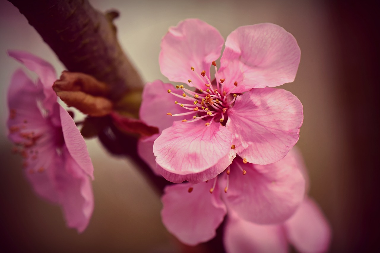 cherry blossom  flower  spring free photo
