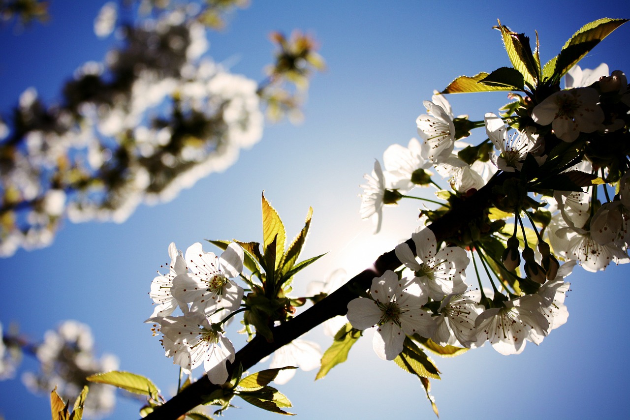 cherry blossom flowers branches free photo