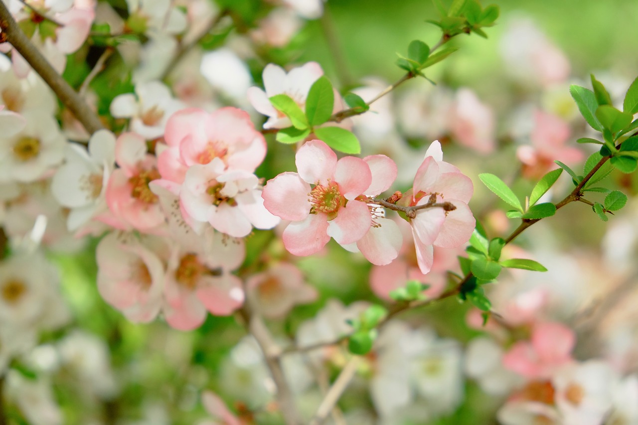 cherry blossom  spring  green free photo