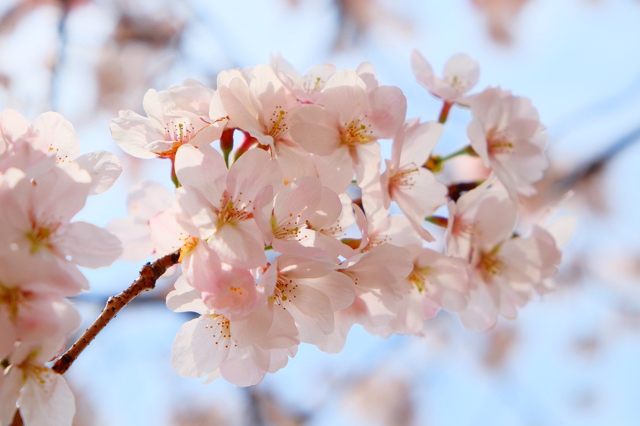 cherry blossom  flower  sun light free photo