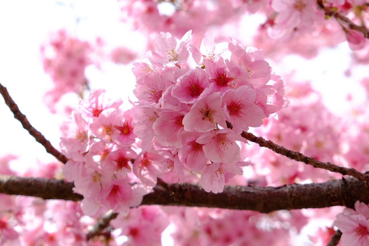 cherry blossom  pink  full blooming free photo