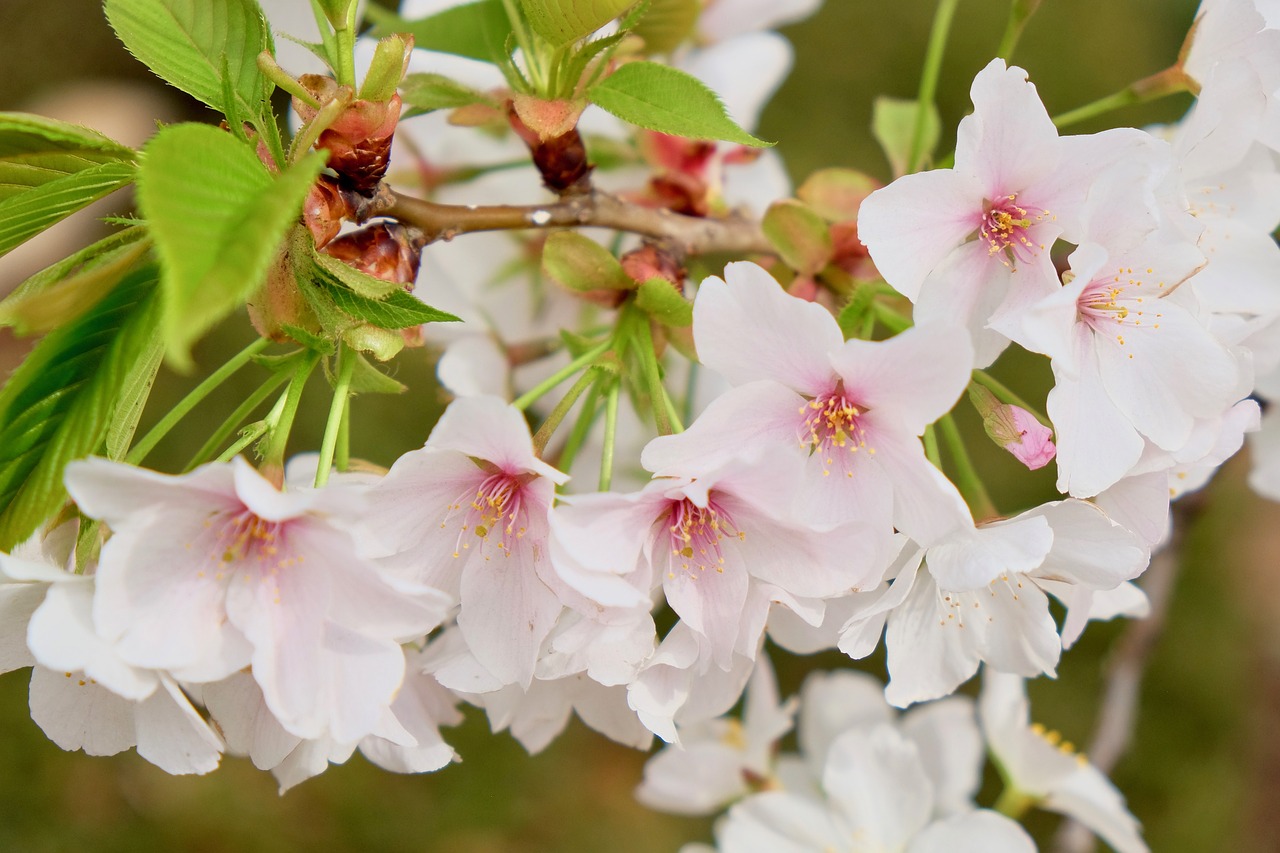 cherry blossom  white  petals free photo