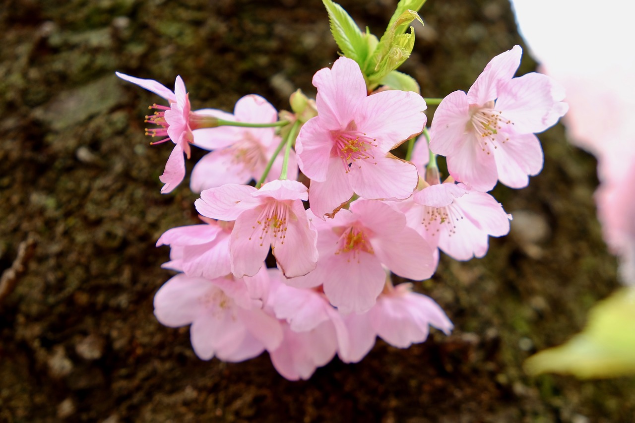 cherry blossom  tree  pink free photo