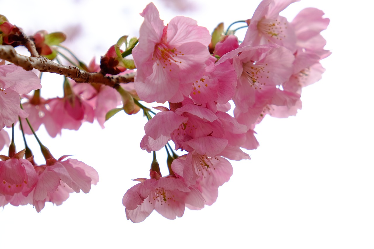 cherry blossom  flower  petals free photo