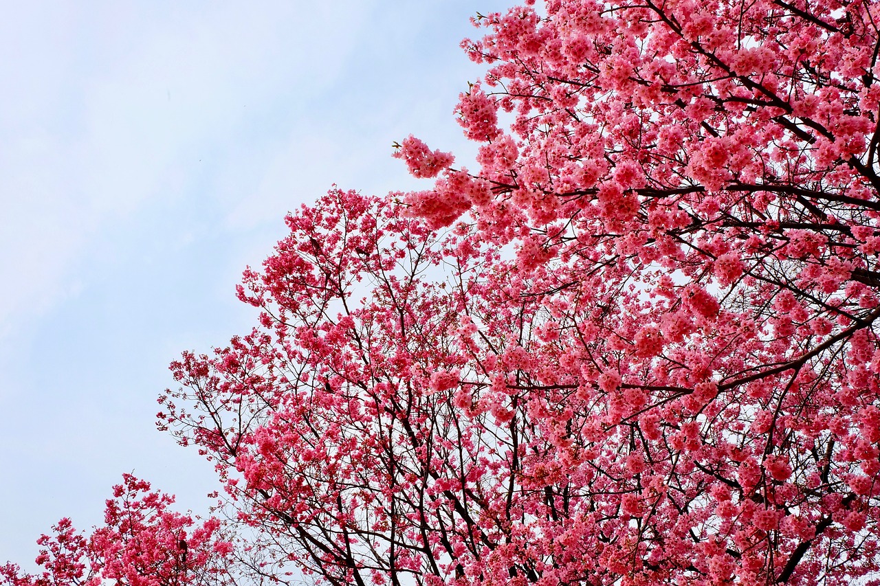 cherry blossom  pink  trees free photo