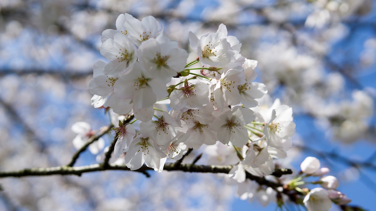 cherry blossom  travel  spring free photo